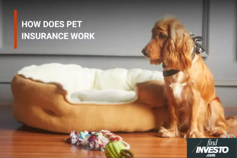 HOW DOES PET INSURANCE WORK? pet insurance insurance