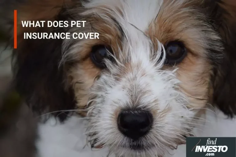 WHAT DOES PET INSURANCE COVER pet insurance insurance how does pet insurance work