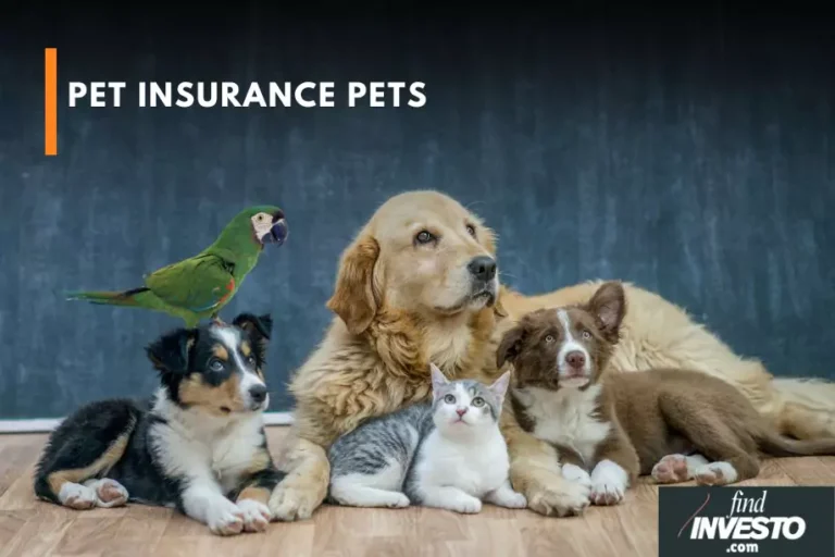 pet insurance pets find investo pet insurance dog insurance cat insurance